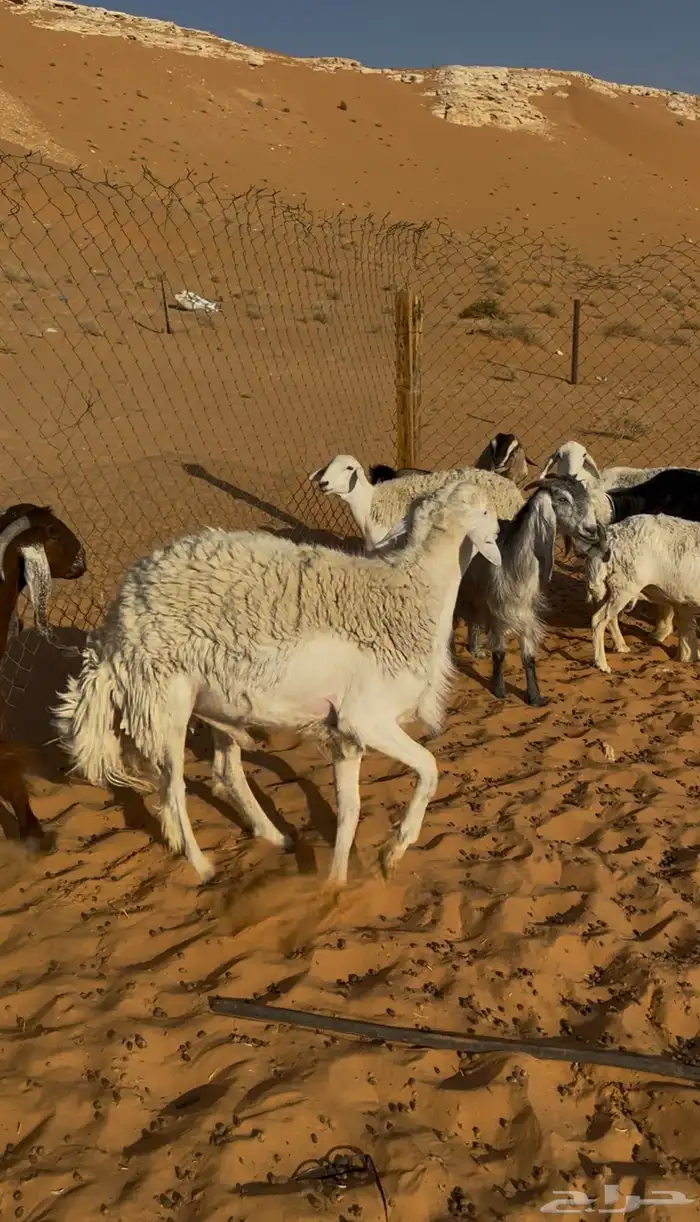 خروف حري من حرش الطايف السن ثني غير مشروط جرم وظهر وطرف 1