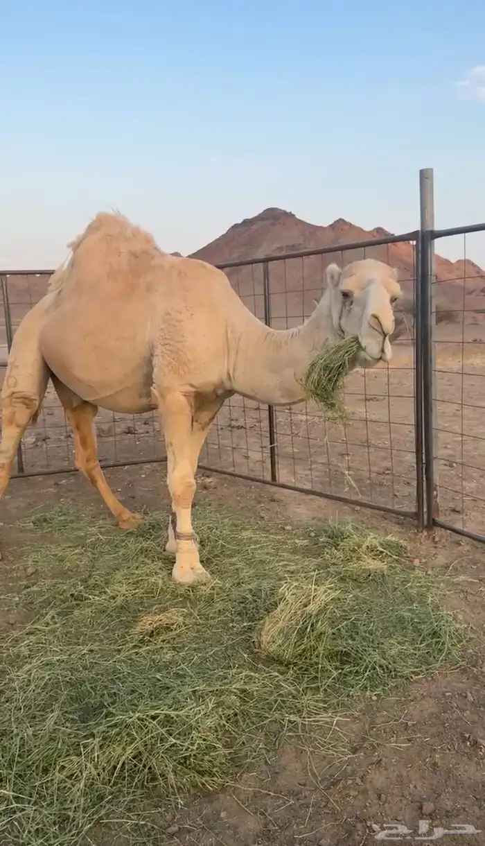 جمل أوضح طيب 0