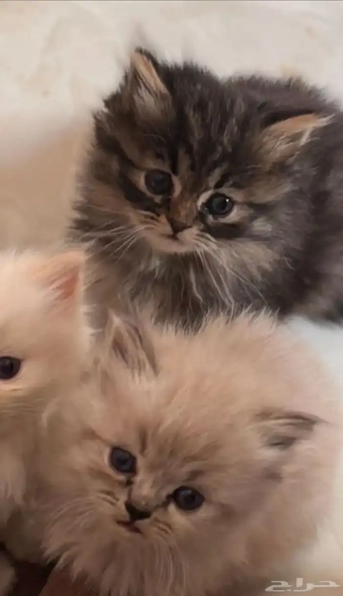 قطه شيرازيه 1