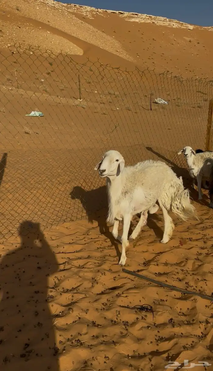 خروف حري من حرش الطايف السن ثني غير مشروط جرم وظهر وطرف 0