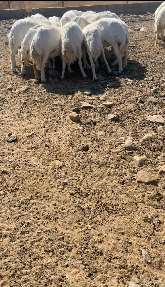 مراح حري ( مواليد ودفيع ) 7