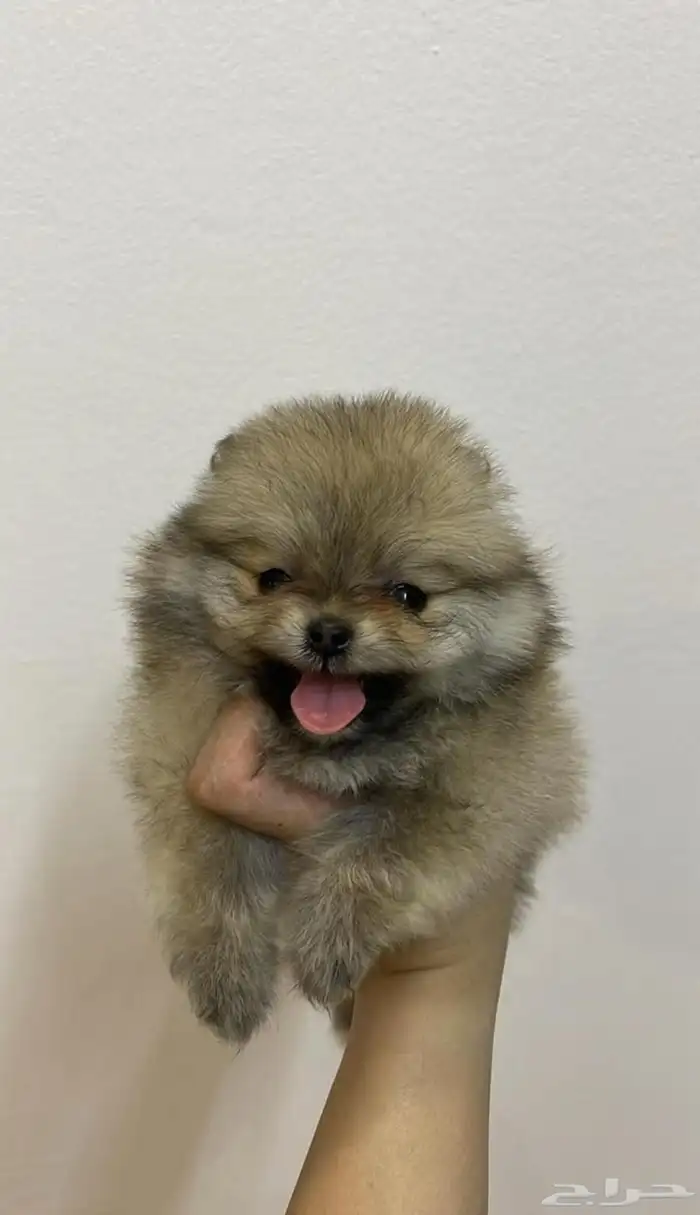 كلاب موبيرانيان مني 2