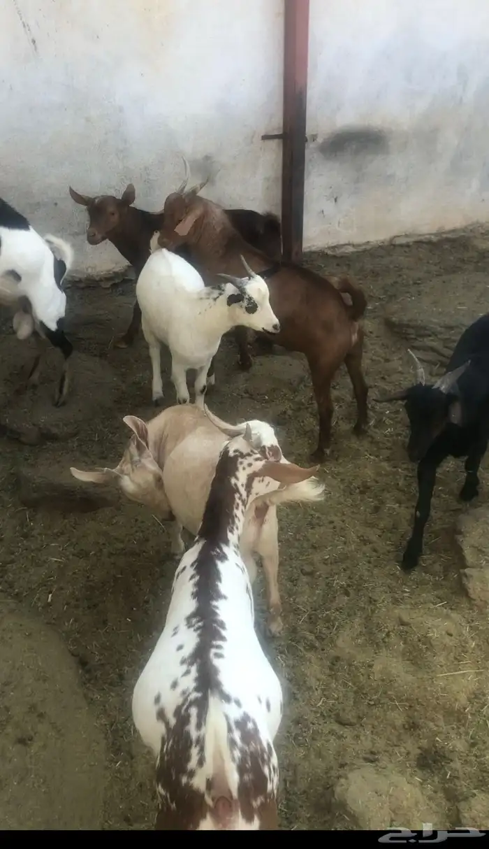 10 تيوس مجملة فل شحم مشروطة من كل العذاريب 2