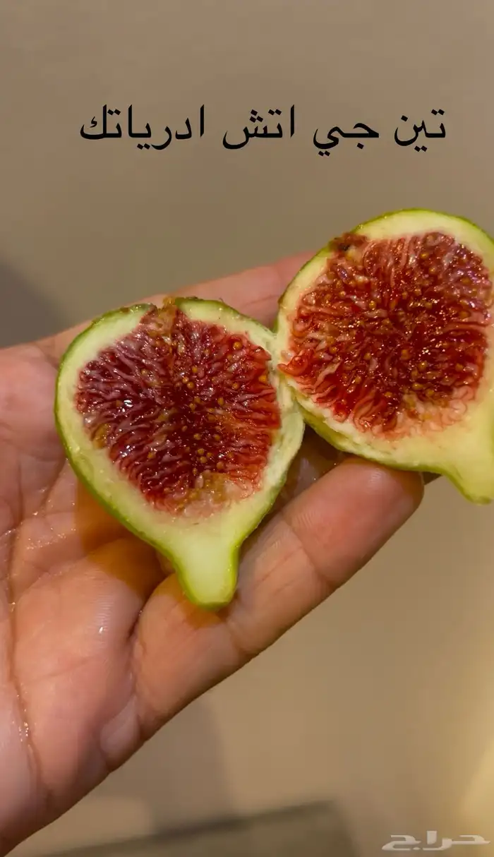 تين جي أتش ادرياتك الأخضر من نوادر التين 1