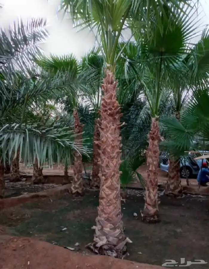 نخل واشنطني 6