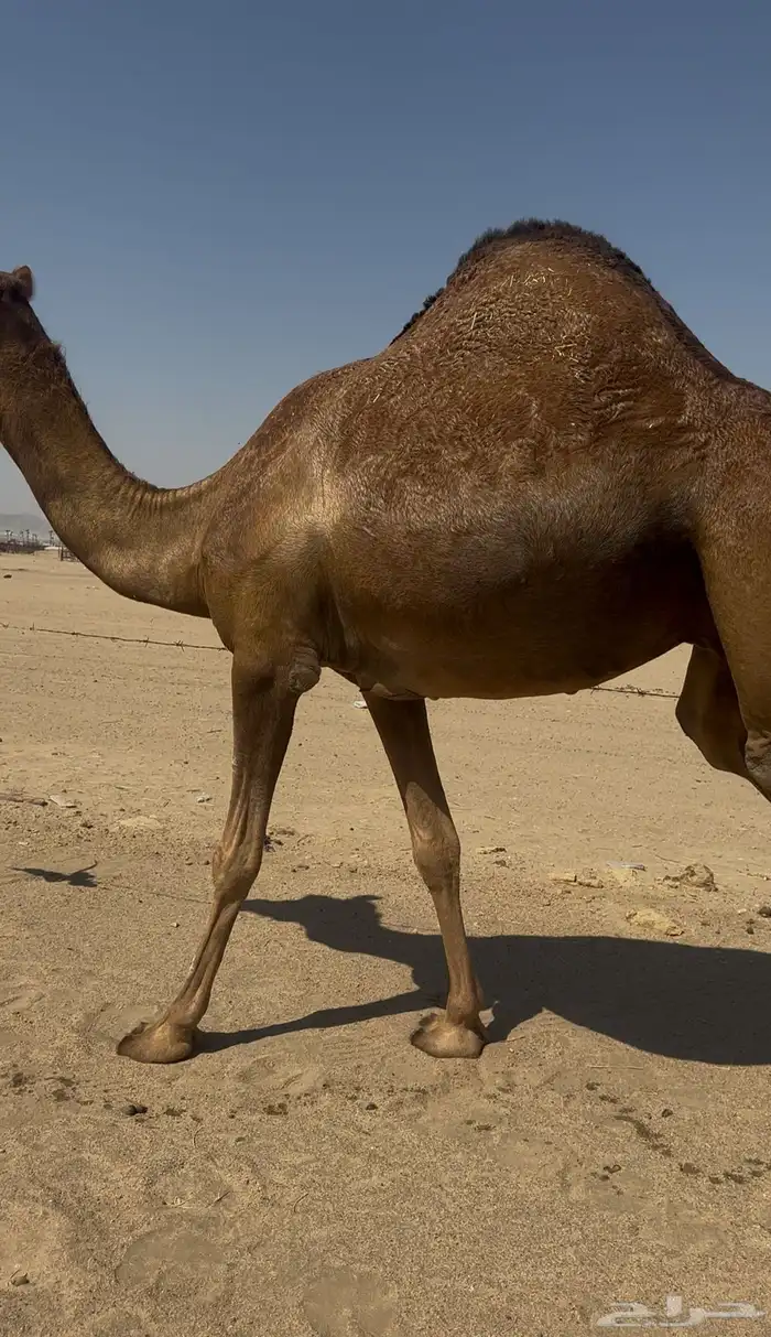 بكره دهما عكشا رباع لقحه 2