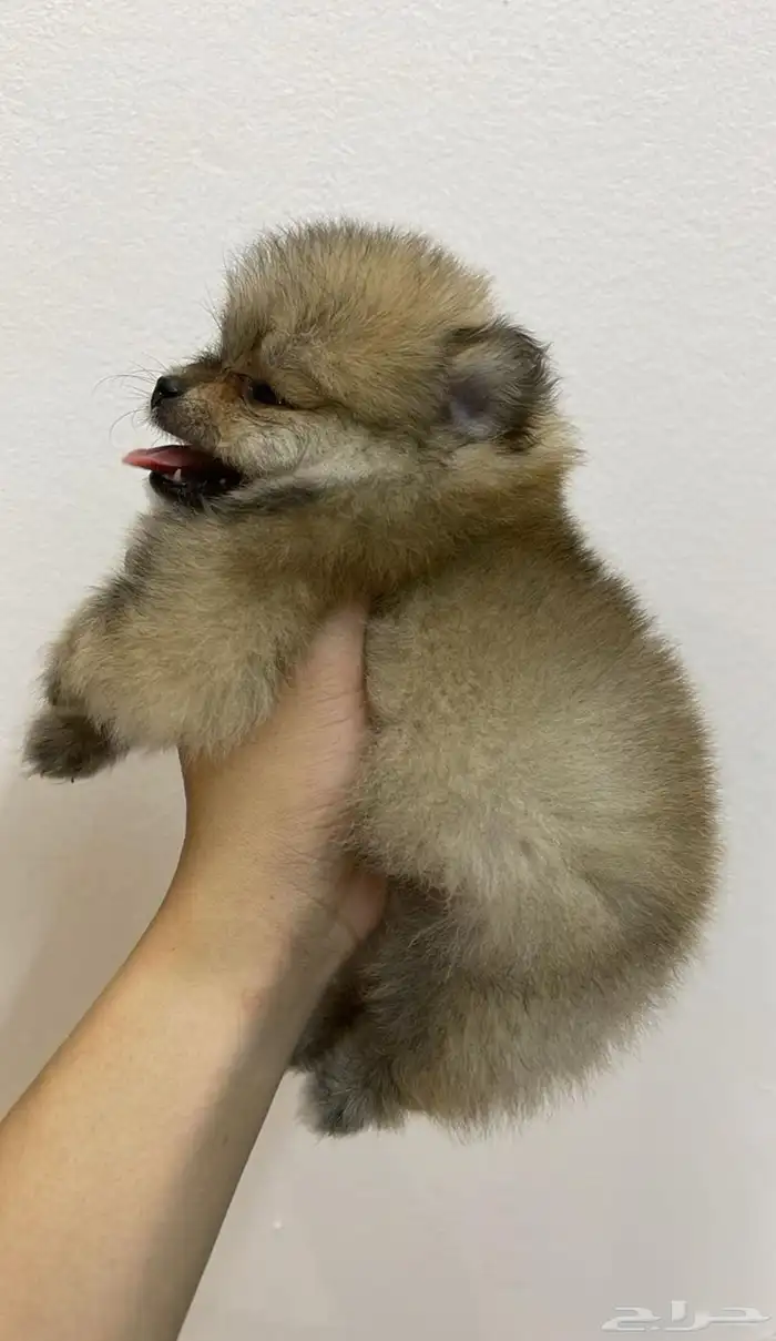 كلاب موبيرانيان مني 3