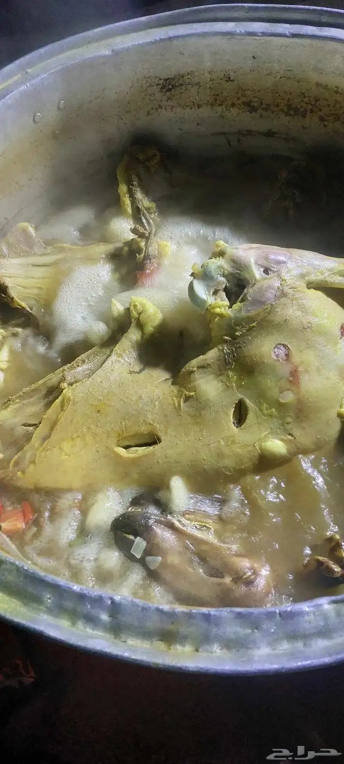 طلعة البر شاس 8