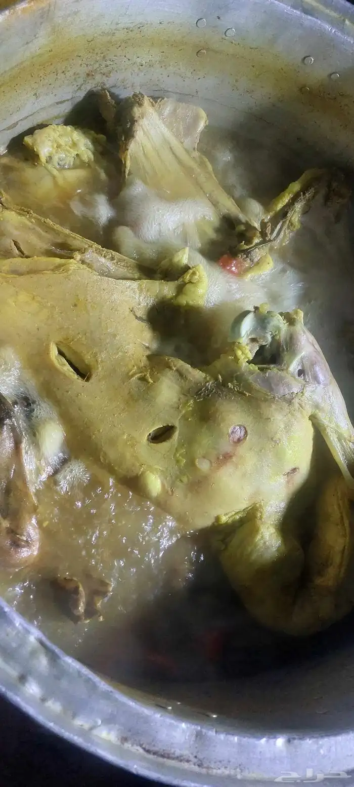 طلعة البر شاس 9