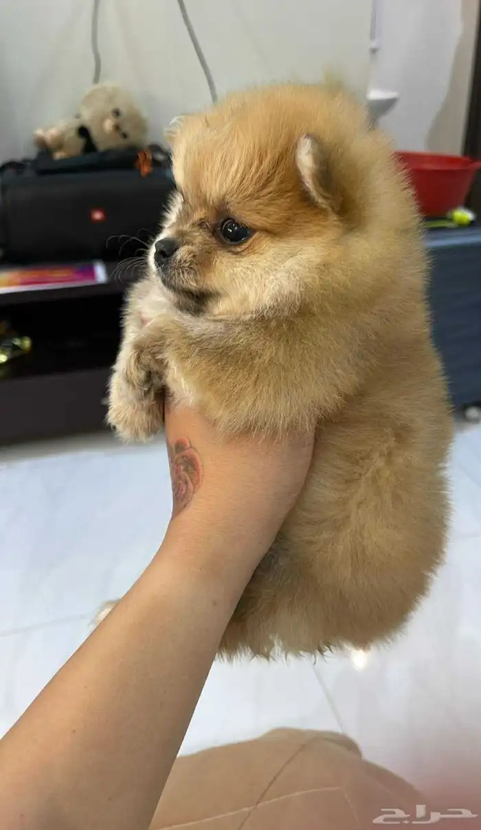 كلاب موبيرانيان مني 0