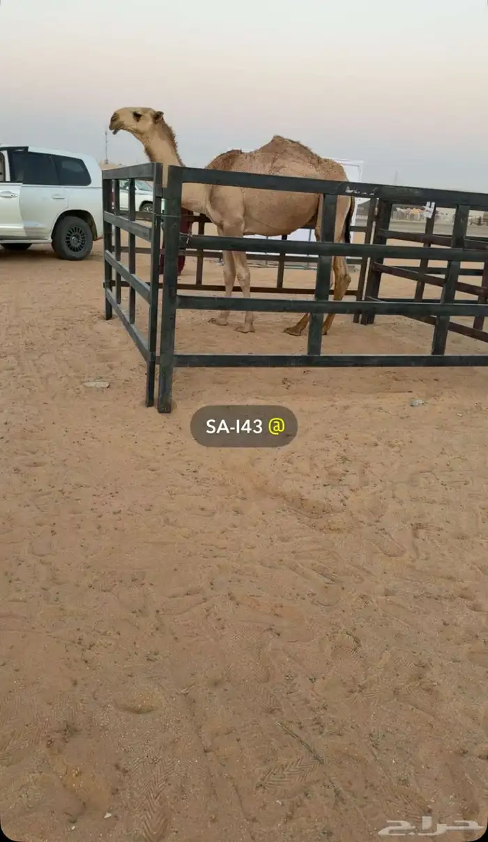 قعود فردي حيسوني 1