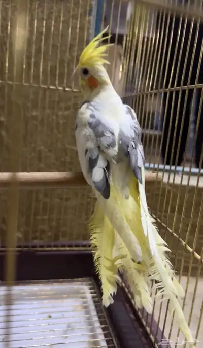 طيور كروان index