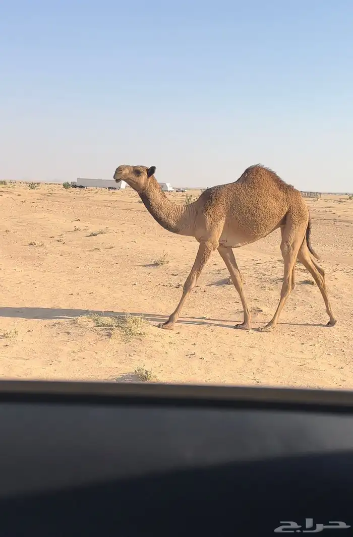 حواره صفرا 2