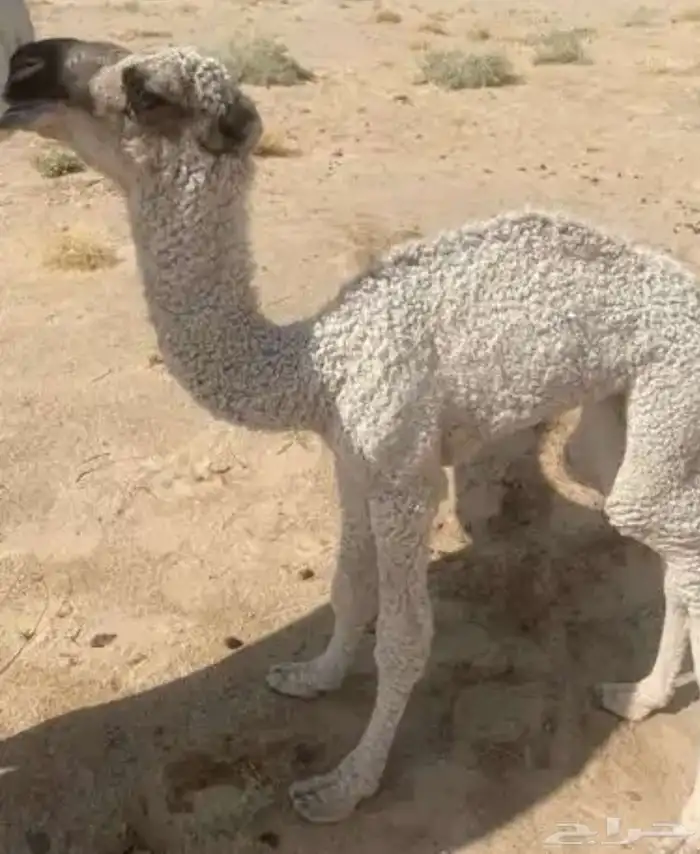 عقابي كفو للبيع 3