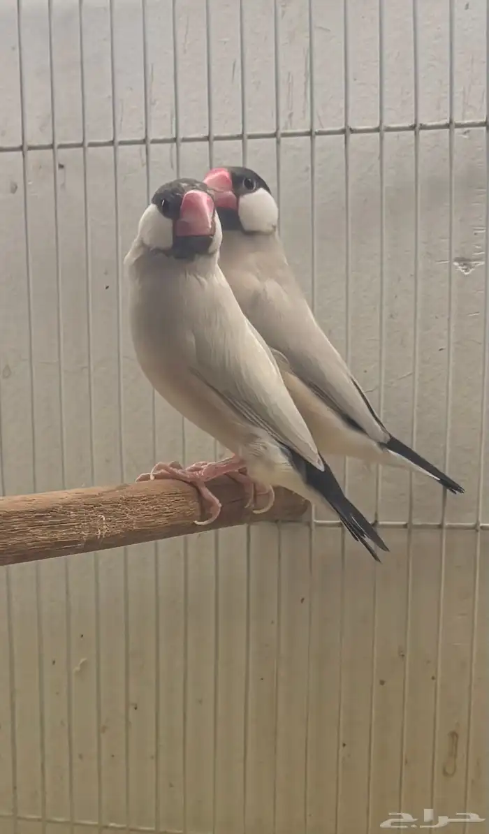 جوز جاوا اغات نورمل اسبلت 2