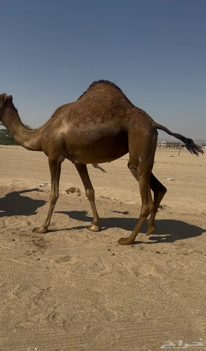 بكره دهما عكشا رباع لقحه 6