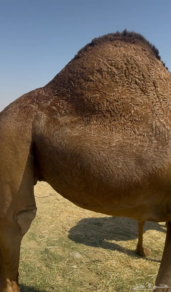 بكره دهما عكشا رباع لقحه 7