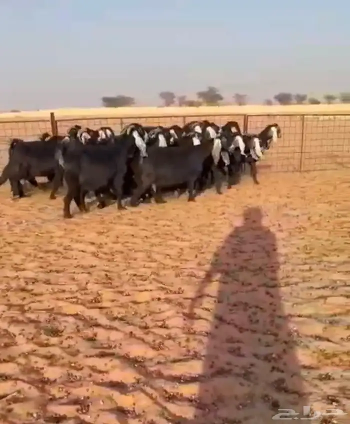 معزا عوارض طيبه 0