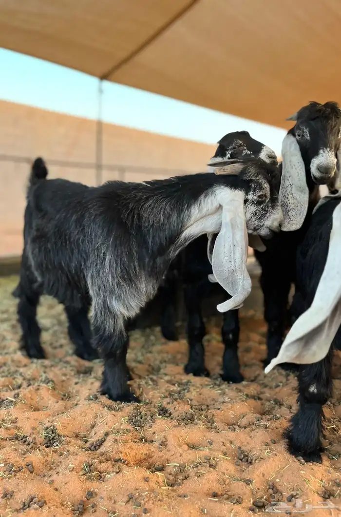 ماعز عوارض للبيع 3