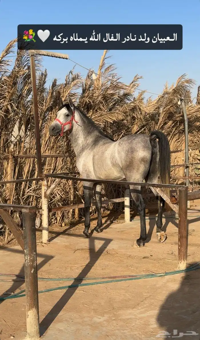 حصان جزيري بيور 0