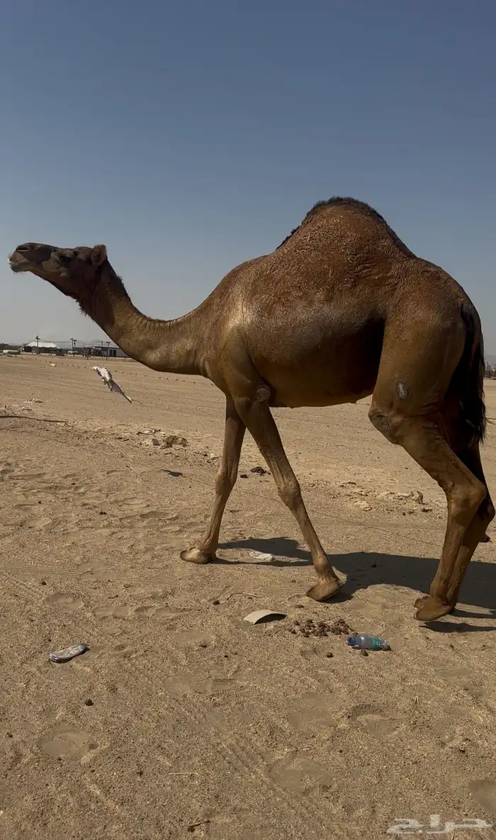 بكره دهما عكشا رباع لقحه 4