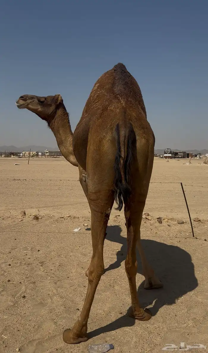 بكره دهما عكشا رباع لقحه 1