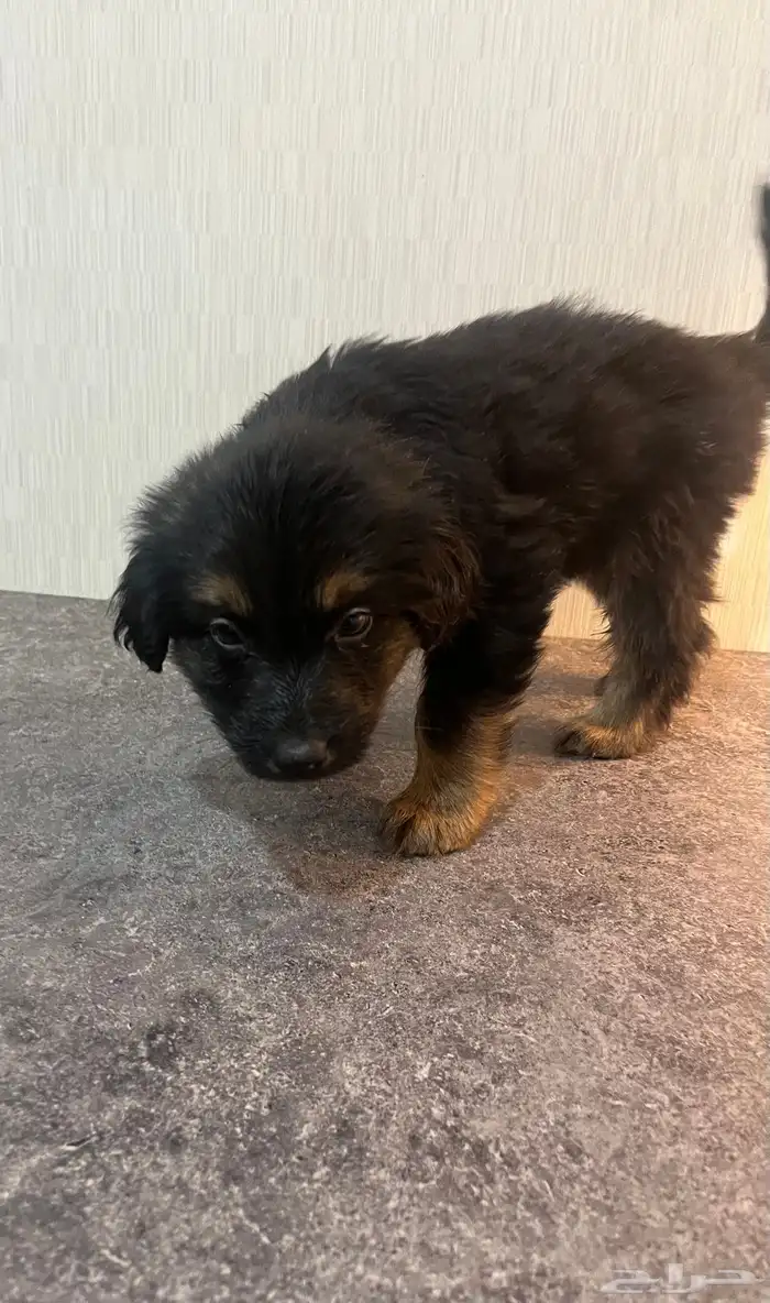 جراء جيرمن شيبرد فخمة جد ا للبيع   ذكور وإناث بصحة ممتازة 12