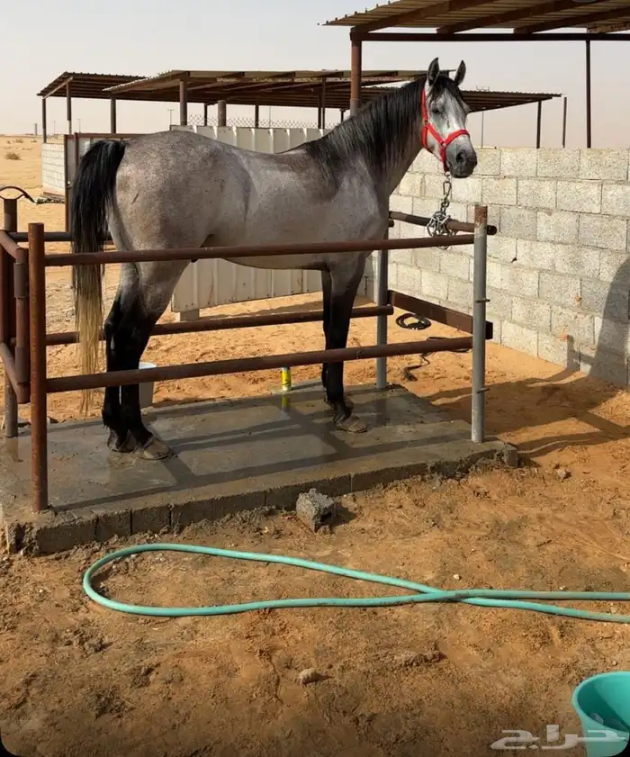 حصان جزيري بيور 1