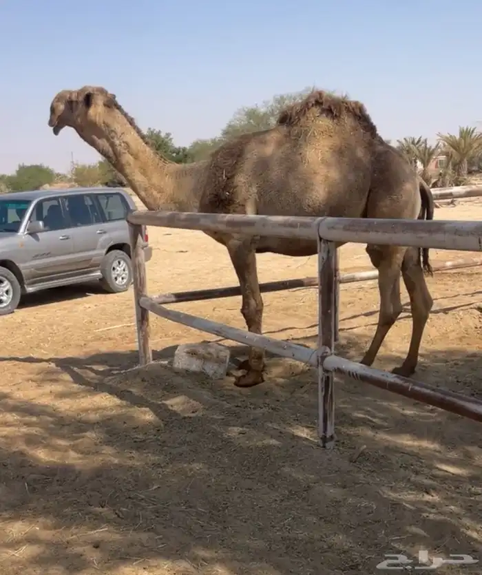 بعير اشعل كفو 0