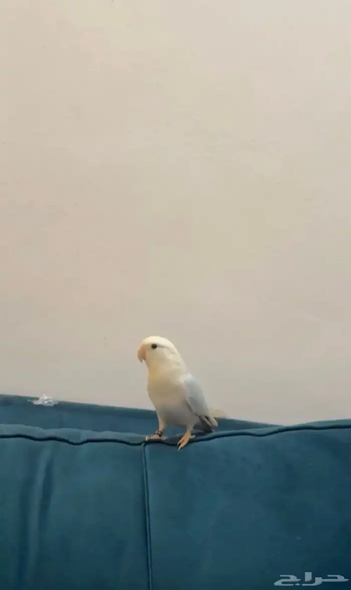 روز اليف للبيع مستعجل بستر مناسب 3