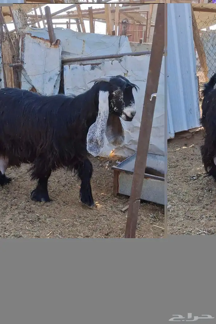 لعشاق العوارض ثنتين ثنوات متابيع فرصه 2