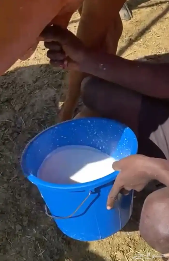 بقرتين منتجه ودافع في 4 اشهر ام ثاني 3