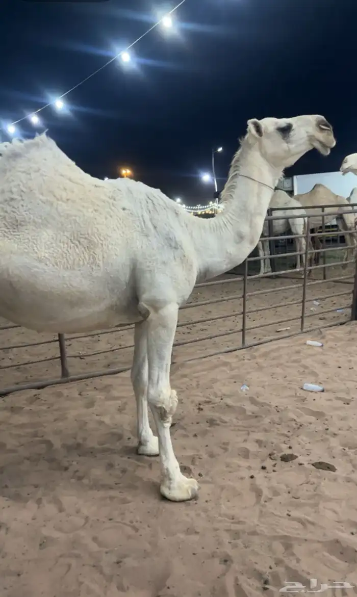 لللبيع الضريبه الكفو ع جميع الشروط 0