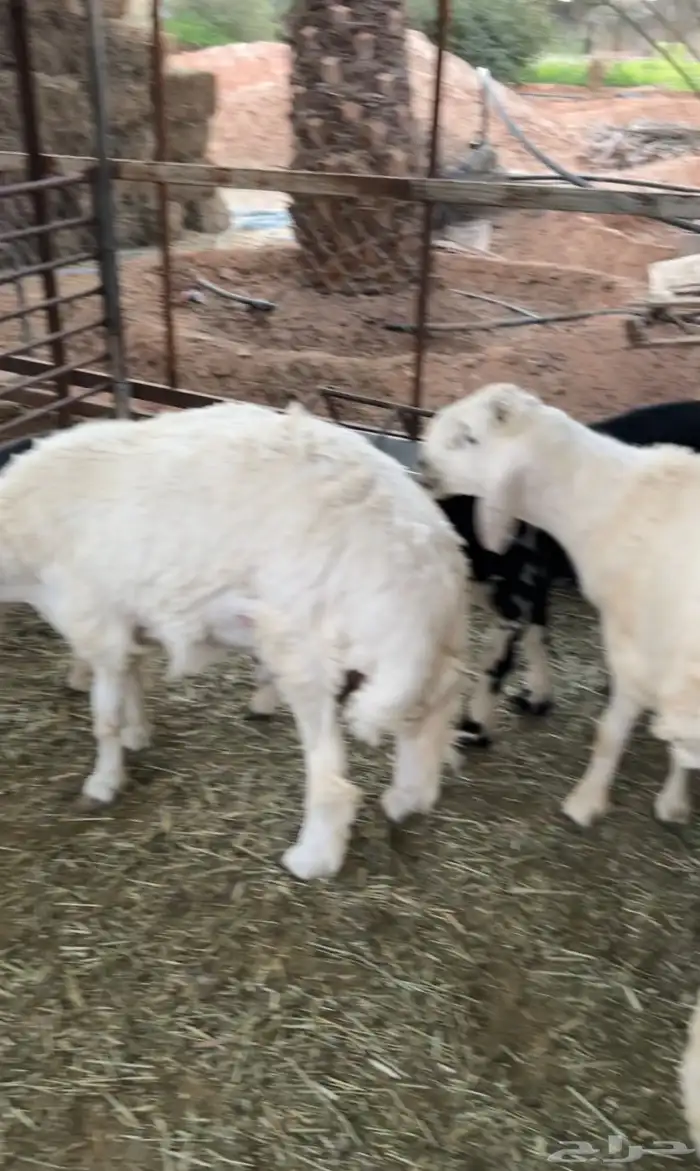 خرفان حريه كفو من 7 الى 8 اشهر مغلقه زبده ظهر وطرف 2
