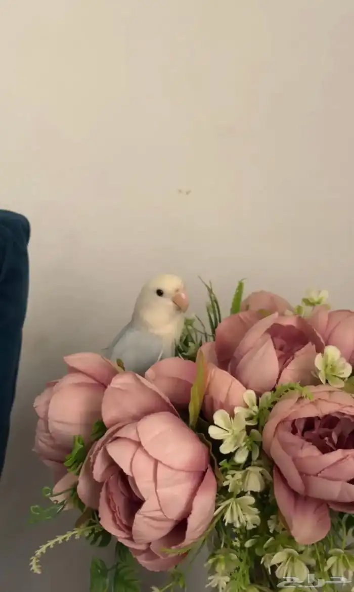 روز اليف للبيع مستعجل بستر مناسب 0