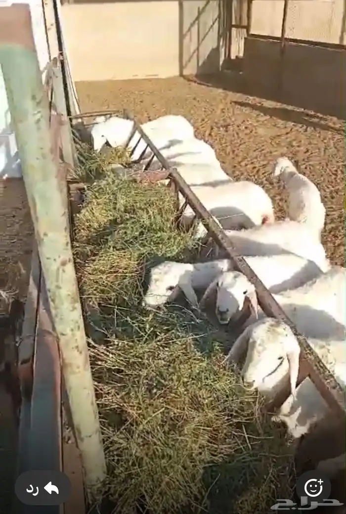 بهم هرافي حريات 0