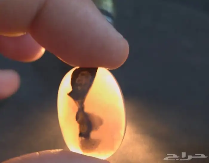 سبحان الله نوادر النوادر - ع ف ر ي ت 0