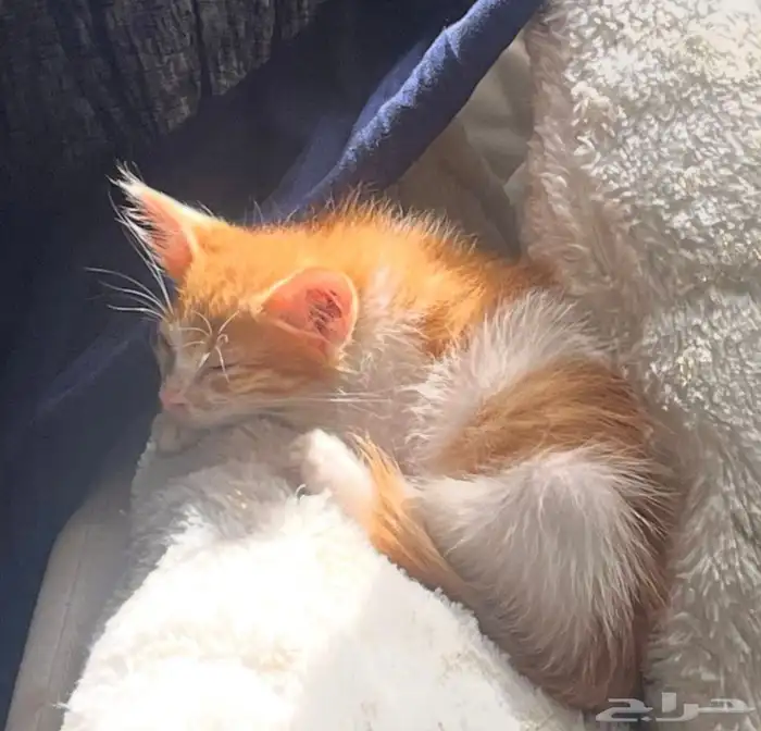 قط شيرازي هجين صغير للتبني 1