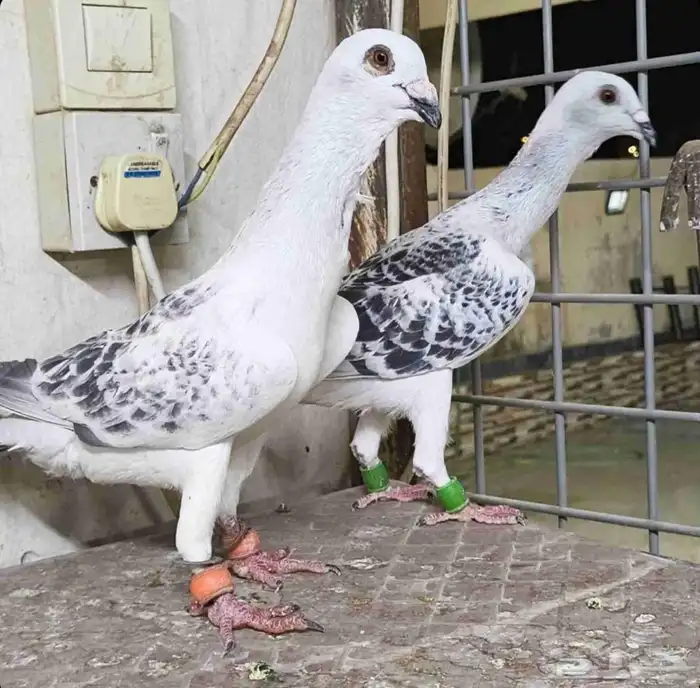 جوز سفرات الموقع الرياض 1