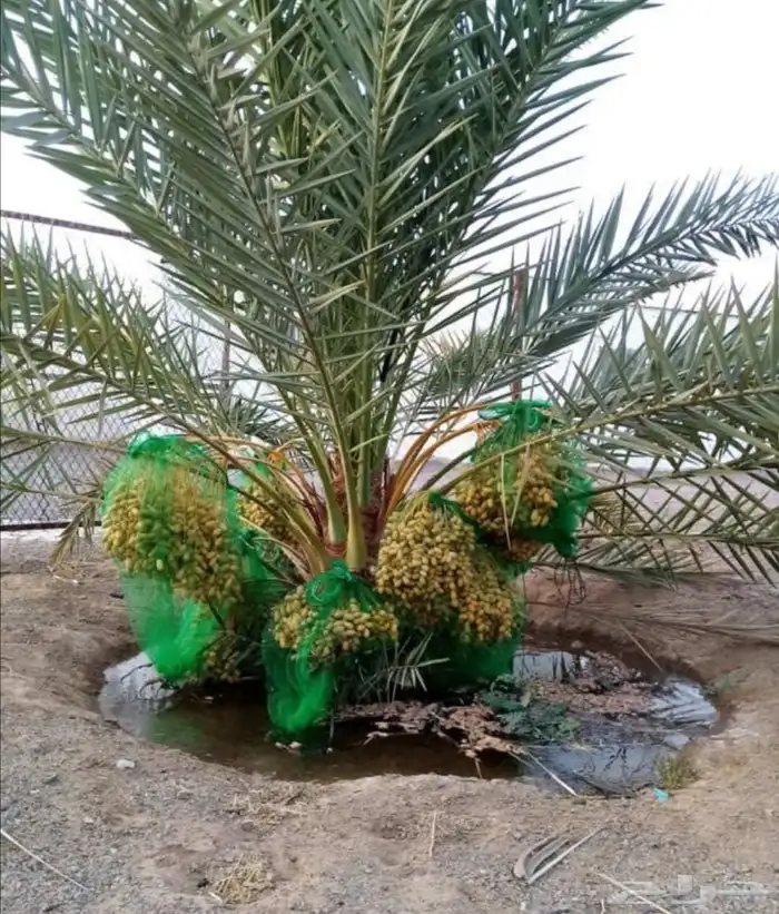 نخل عربي فروخ نقايل فسايل نخيل واشنطني برحي صقعي مجدول هلالي 3