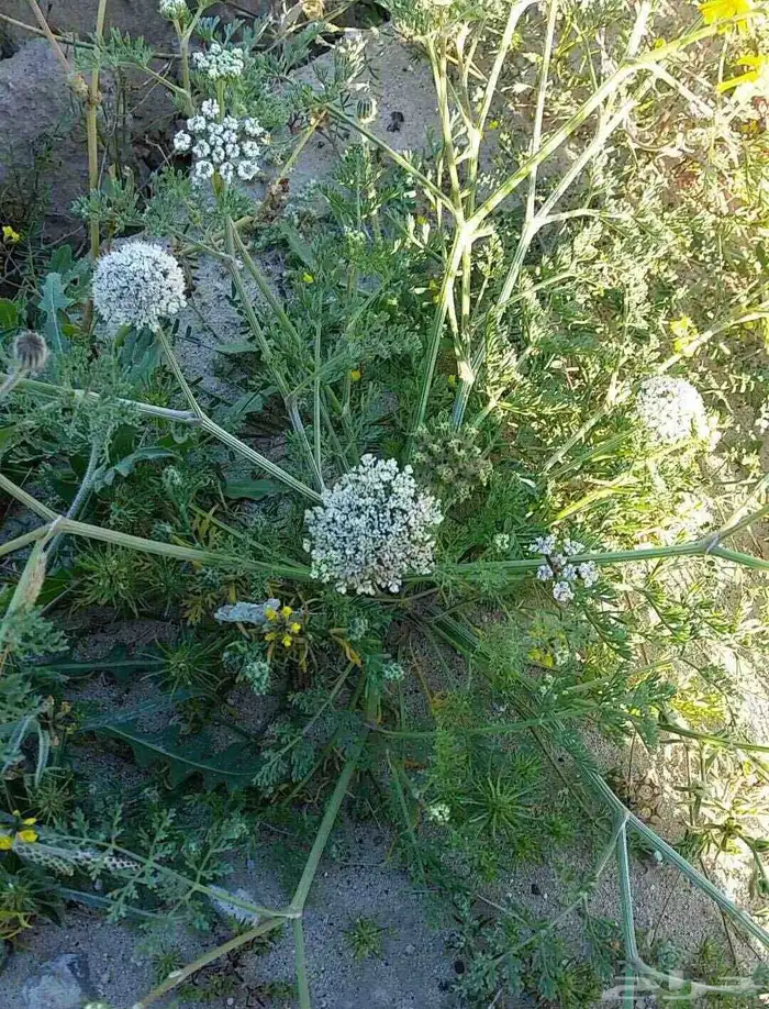 بذور البسباس البري 2