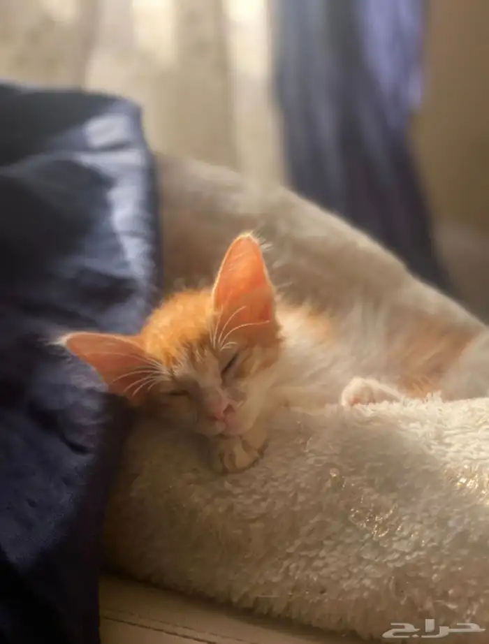 قط شيرازي هجين صغير للتبني 0