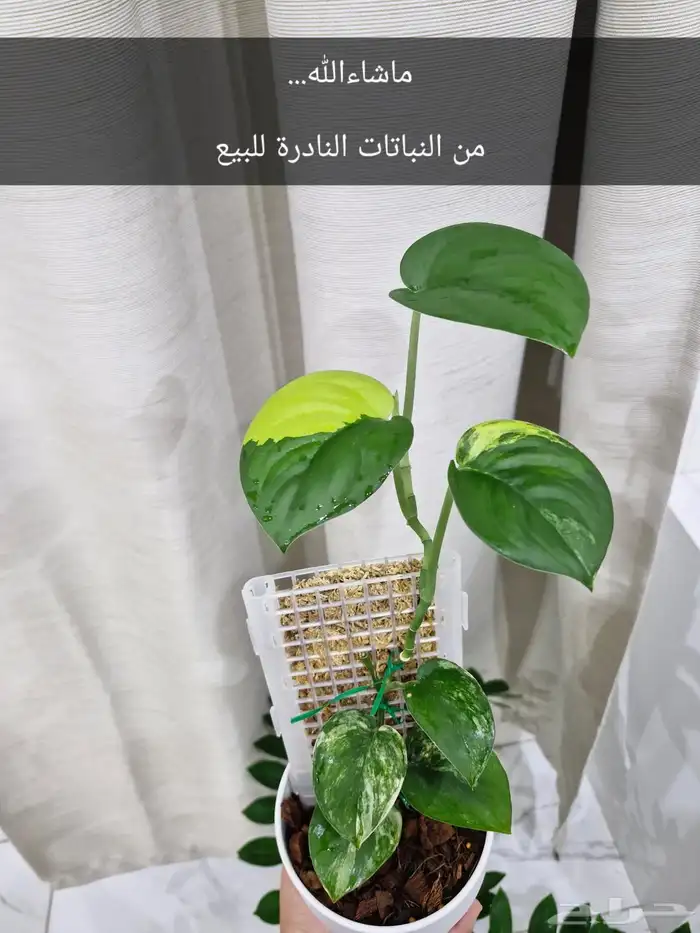 نبتة نادرة 0