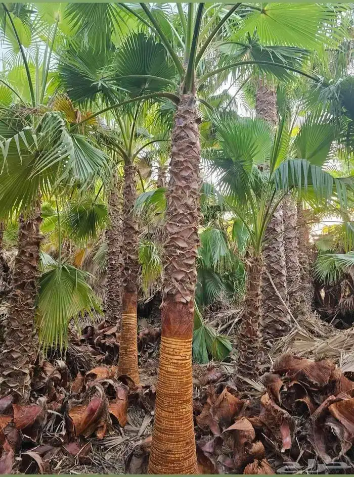 واشنطن زينه للبيع بجميع أنواعه وكافت مقاساته 1