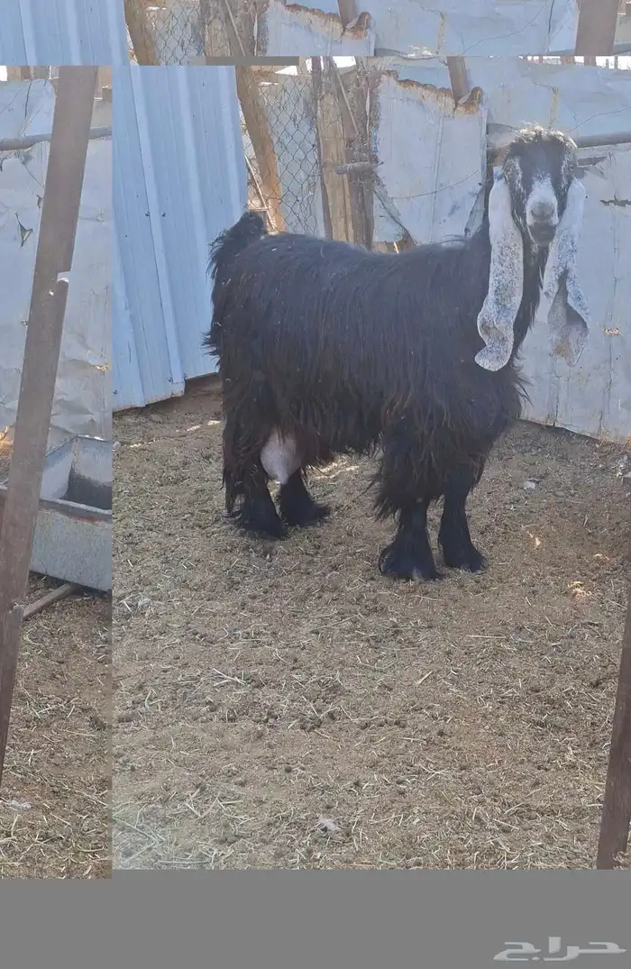 لعشاق العوارض ثنتين ثنوات متابيع فرصه 1