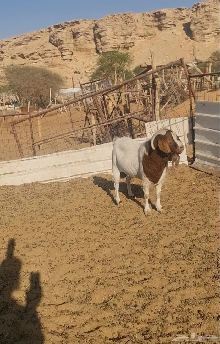 تيس فحل بورقوت فحل طيب ومنتج 5