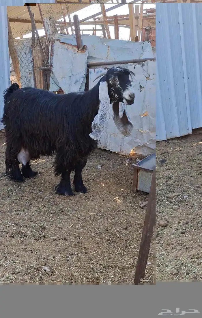 لعشاق العوارض ثنتين ثنوات متابيع فرصه 0