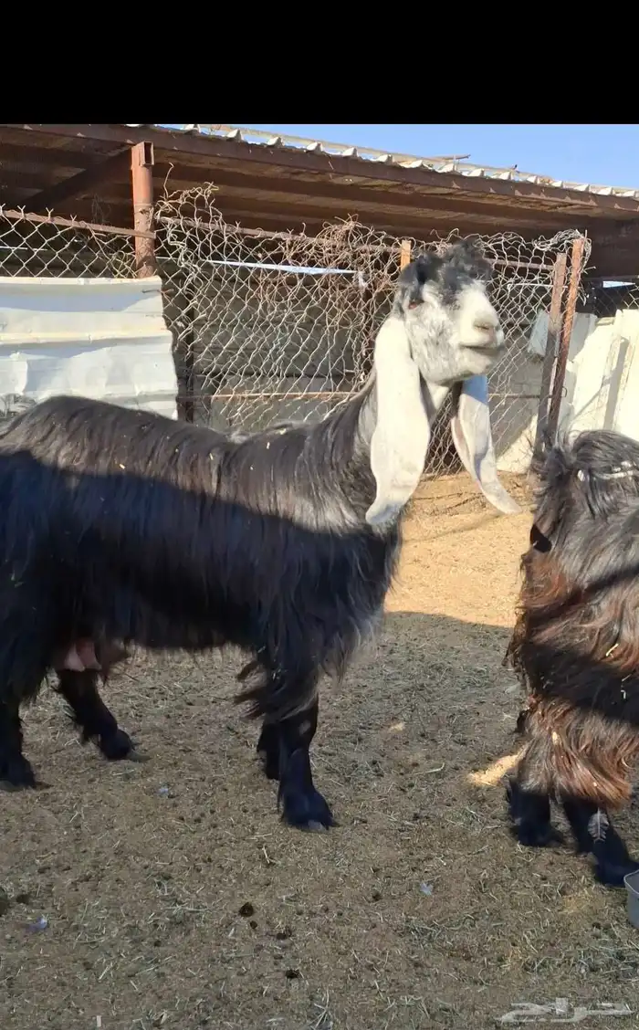 لعشاق العوارض ثنتين ثنوات متابيع فرصه 3