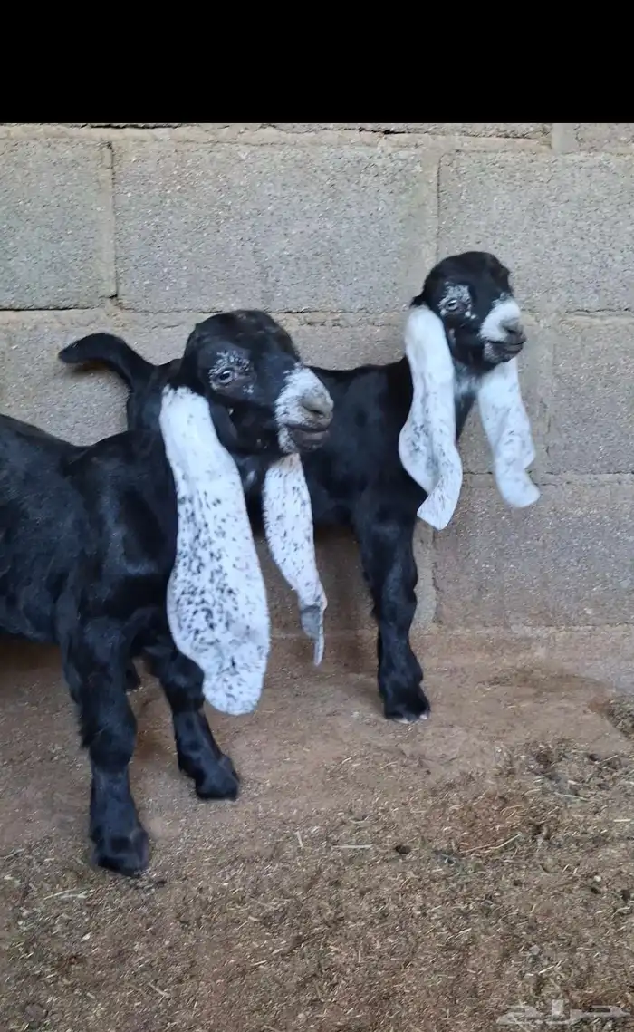 لعشاق العوارض ثنتين ثنوات متابيع فرصه 6