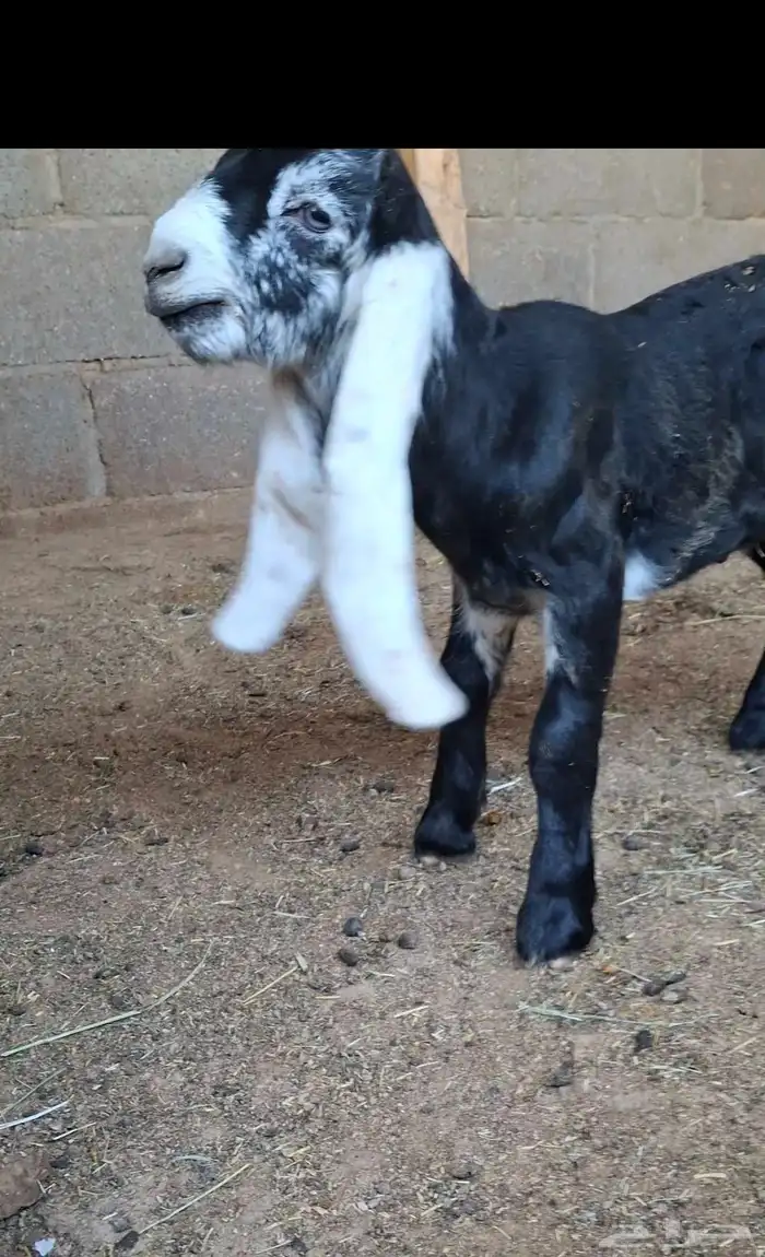 لعشاق العوارض ثنتين ثنوات متابيع فرصه 5